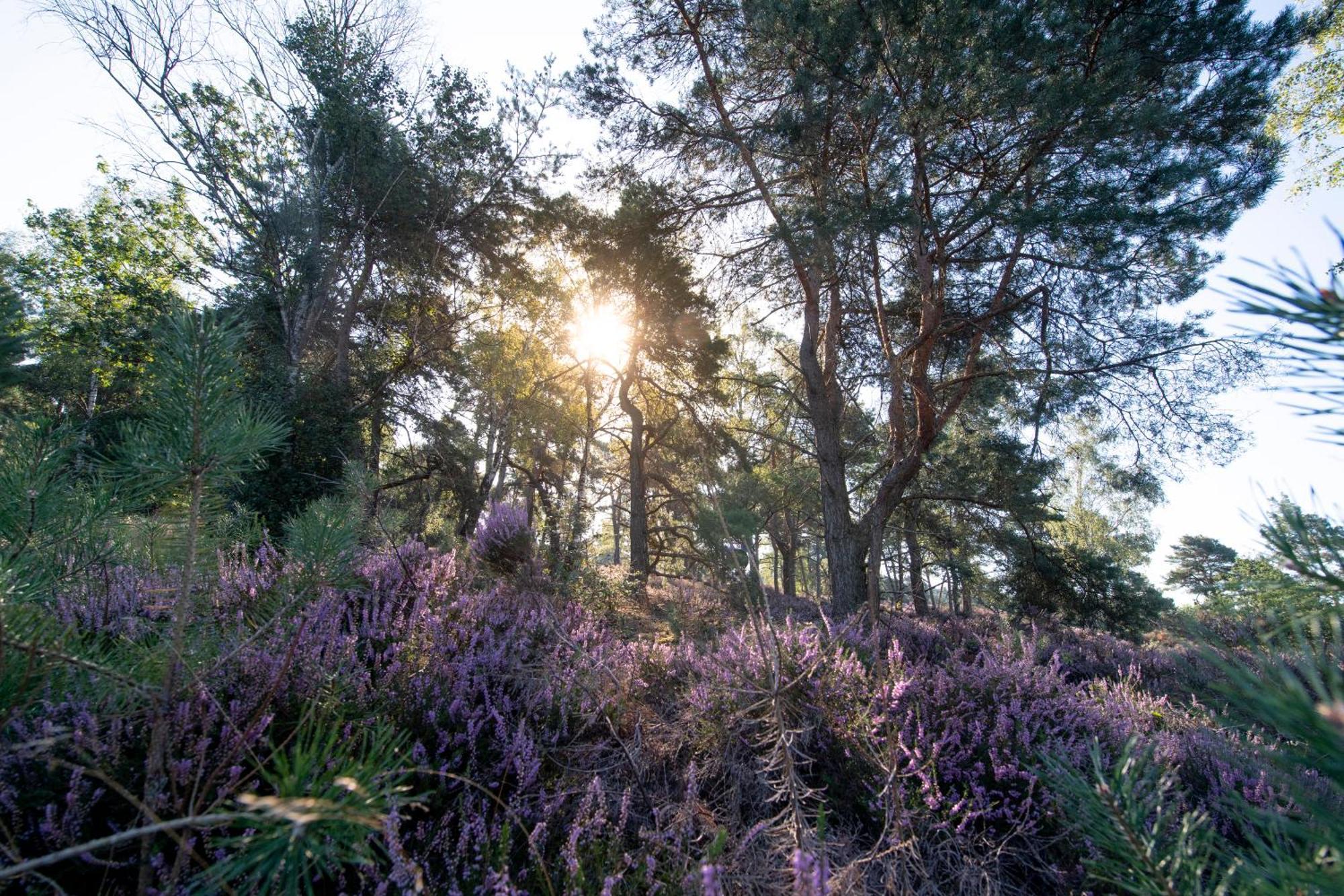רייסן Vakantiepark Hoelte מראה חיצוני תמונה